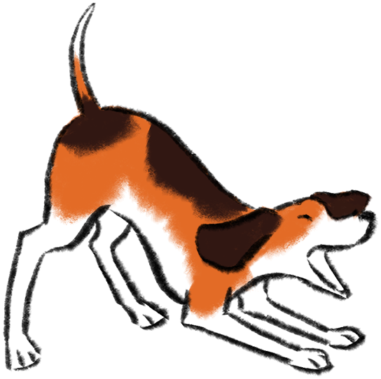 dog in play mode barking - image for contact standard beagle page